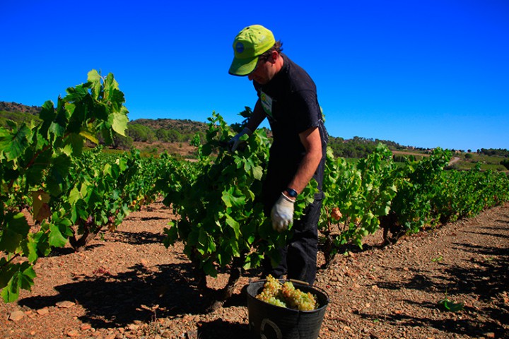 Viticultura